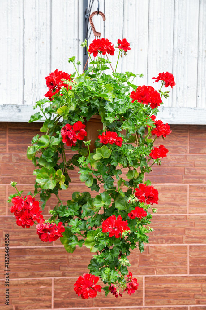 Red cascading geranium
