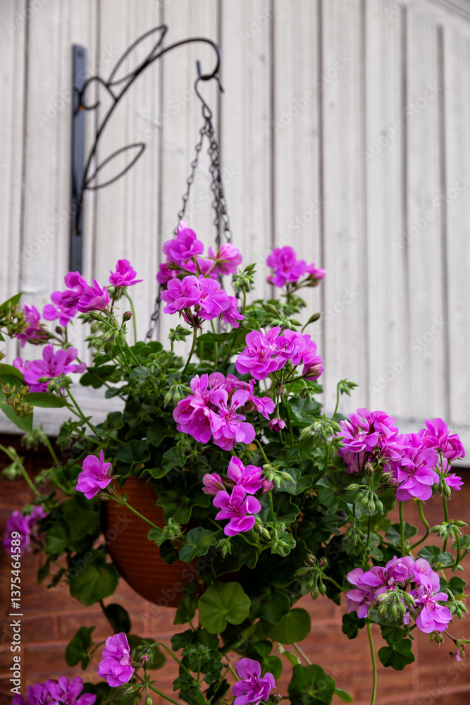 Pink cascading geranium
