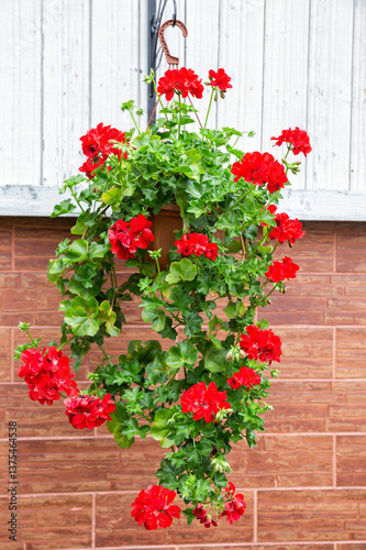 Obraz na płótnie Red cascading geranium w salonie