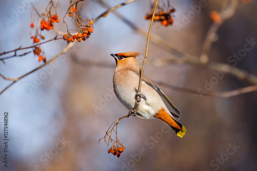 Portrait of a waxwing passerine bird breeding in northern coniferous forests