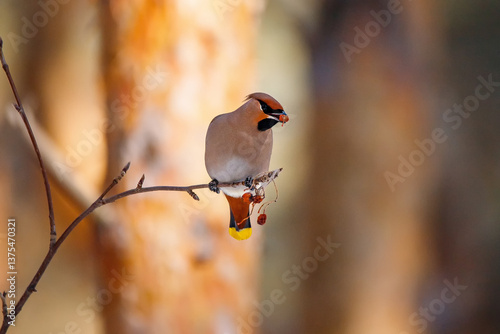 Portrait of a waxwing passerine bird breeding in northern coniferous forests