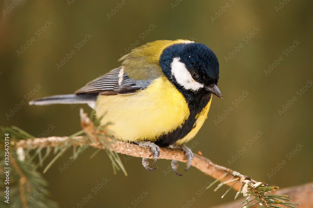 Fototapeta premium A beautiful yellow-breasted tit sits on a tree. A great tit songbird sits on a tree branch.