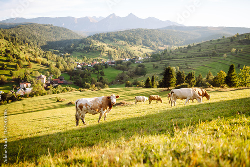 Canvas Print Cows graze in a lush green valley under the warm sun