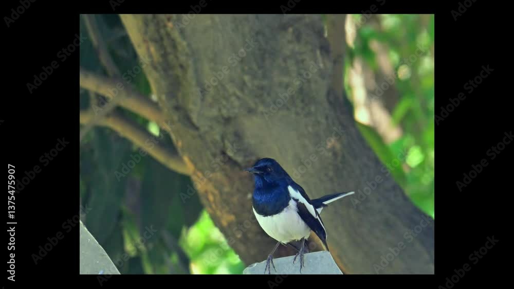4k video of the rare song of magpie robin