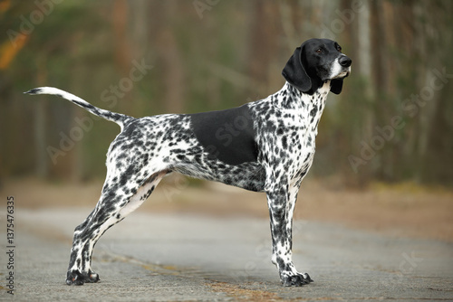 Fotografie german shorthaired pointer dog standing outdoors