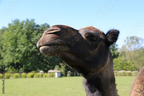 portrait of a dromedary camel