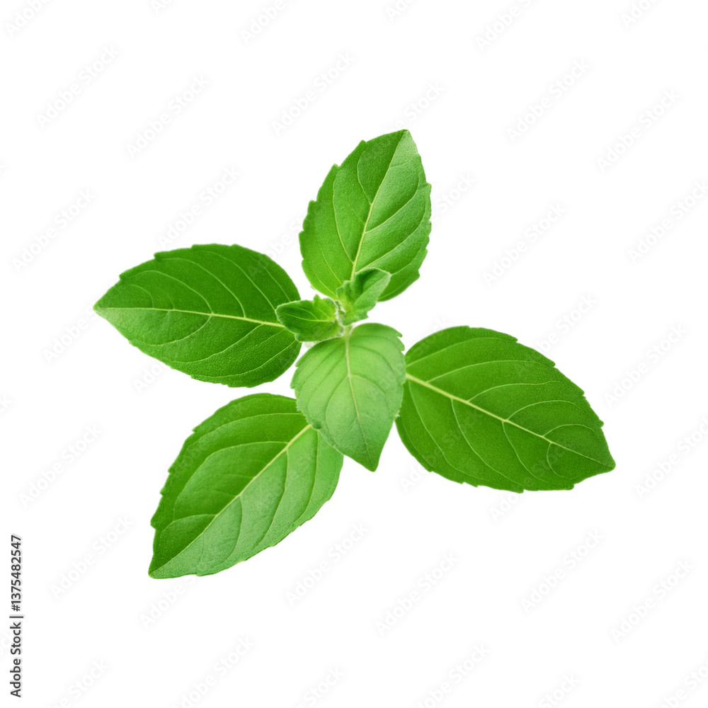 Green tulsi leaf branch on transparent background Green tulsi leaf branch on transparent background
