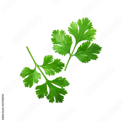 Green fresh coriander leaf on transparent background