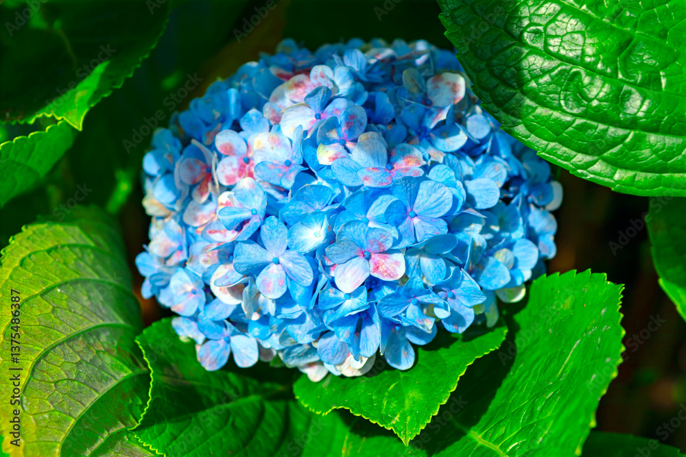 Vibrant blue Hydrangea flower in full bloom, surrounded by lush green leaves. The delicate petals showcase subtle gradients of pink and purple, adding depth and beauty to the scene