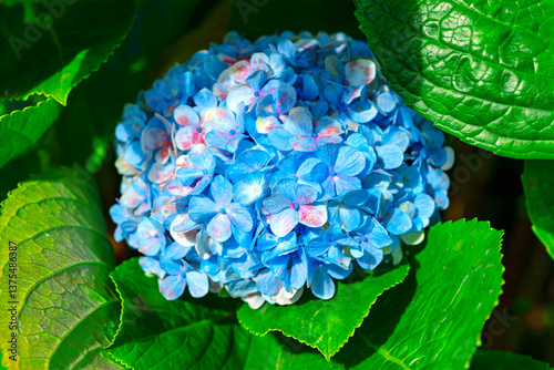 Obraz na płótnie Vibrant blue Hydrangea flower in full bloom, surrounded by lush green leaves. The delicate petals showcase subtle gradients of pink and purple, adding depth and beauty to the scene w salonie