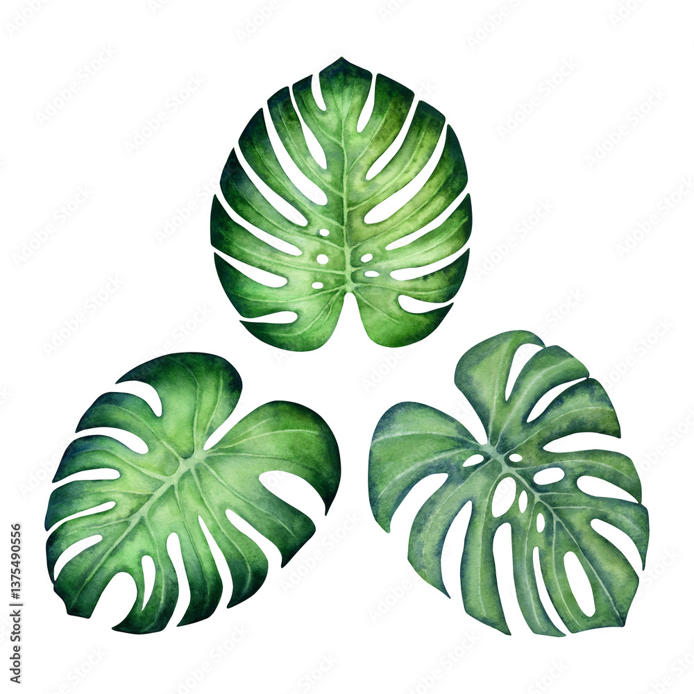 Fototapeta premium Watercolor monstera leaves set without stem isolated on a white background.