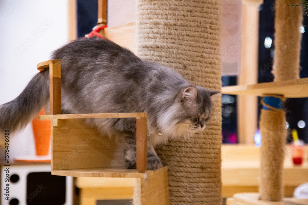 Obraz premium kitten walk to floor