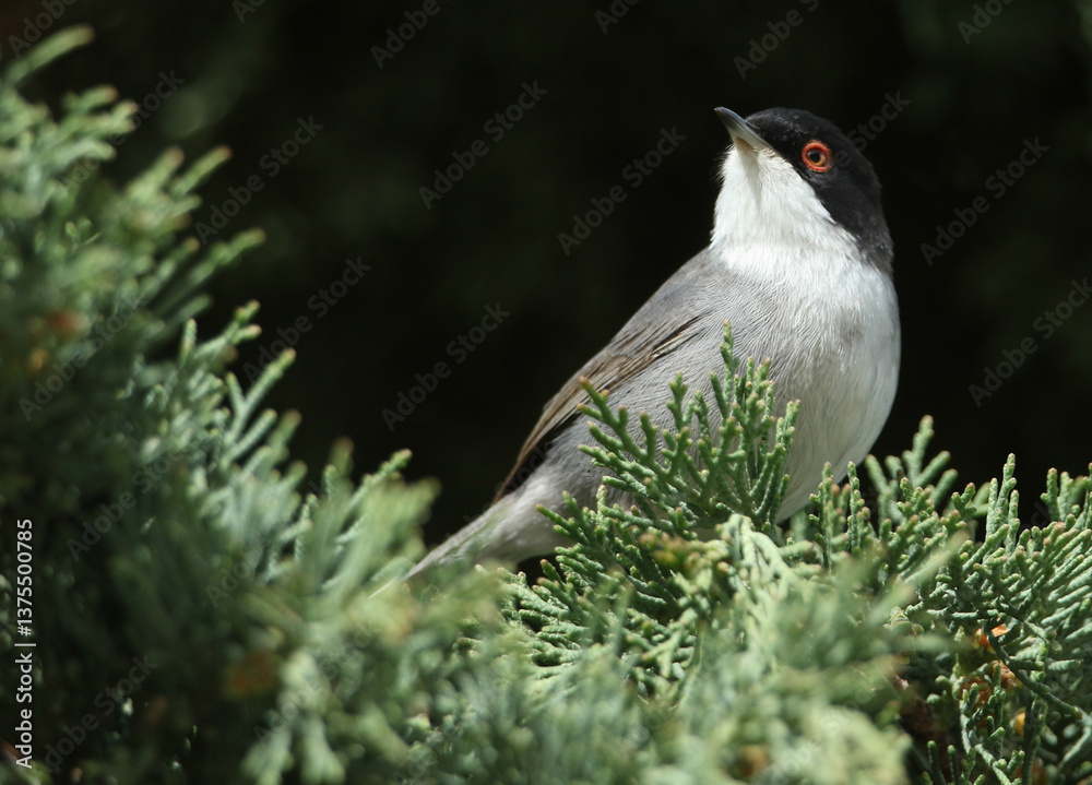 A male Sardinian Warbler, Curruca melanocephala, perching on a branch of a tree.
