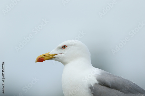 A head shot of a beautiful Yellow-legged Gull, Larus michahellis,.