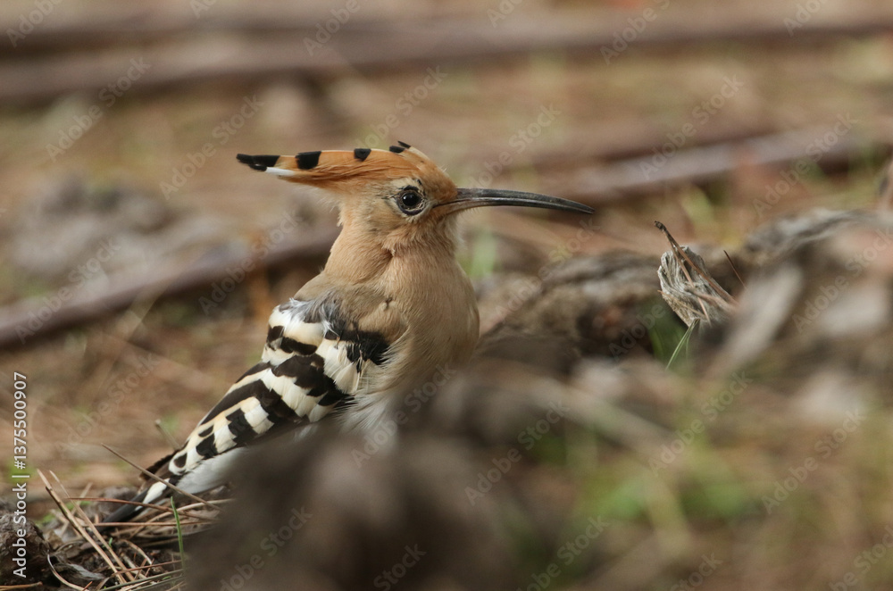 A Hoopoe, Upupa epops, perching on the ground hunting for insects to eat.