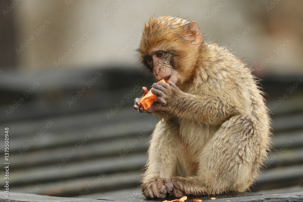 A cute baby Barbary Macaque sitting on a wall on the rock of Gibraltar on a foggy rainy day eating some food.