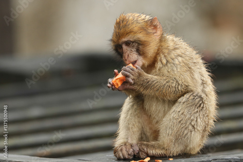 Obraz na płótnie A cute baby Barbary Macaque sitting on a wall on the rock of Gibraltar on a foggy rainy day eating some food. w salonie