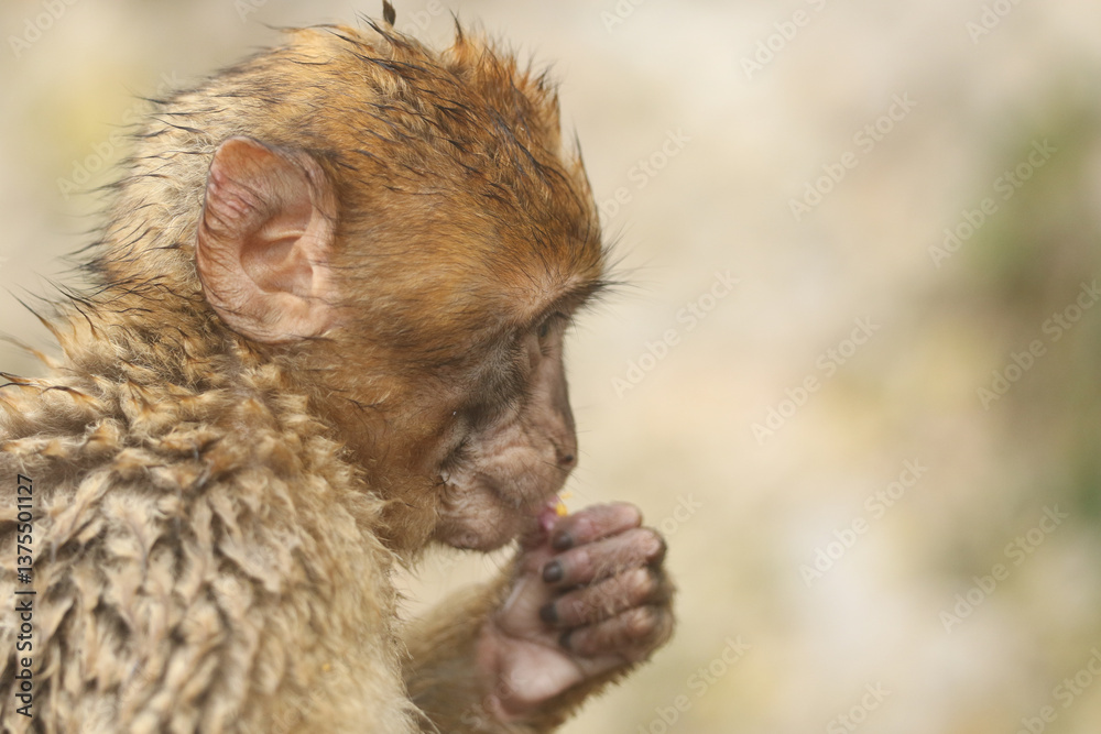 A cute baby Barbary Macaque sitting on the rock of Gibraltar on a foggy rainy day eating some fruit.