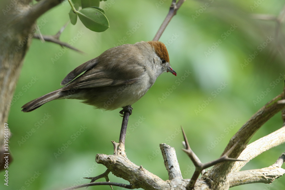 A female Blackcap, Sylvia atricapilla, feeding on fruits.