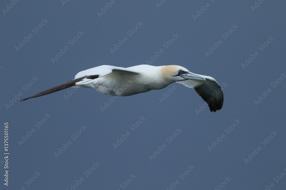 A Gannet, Morus bassanus, hunting for food in the sea.