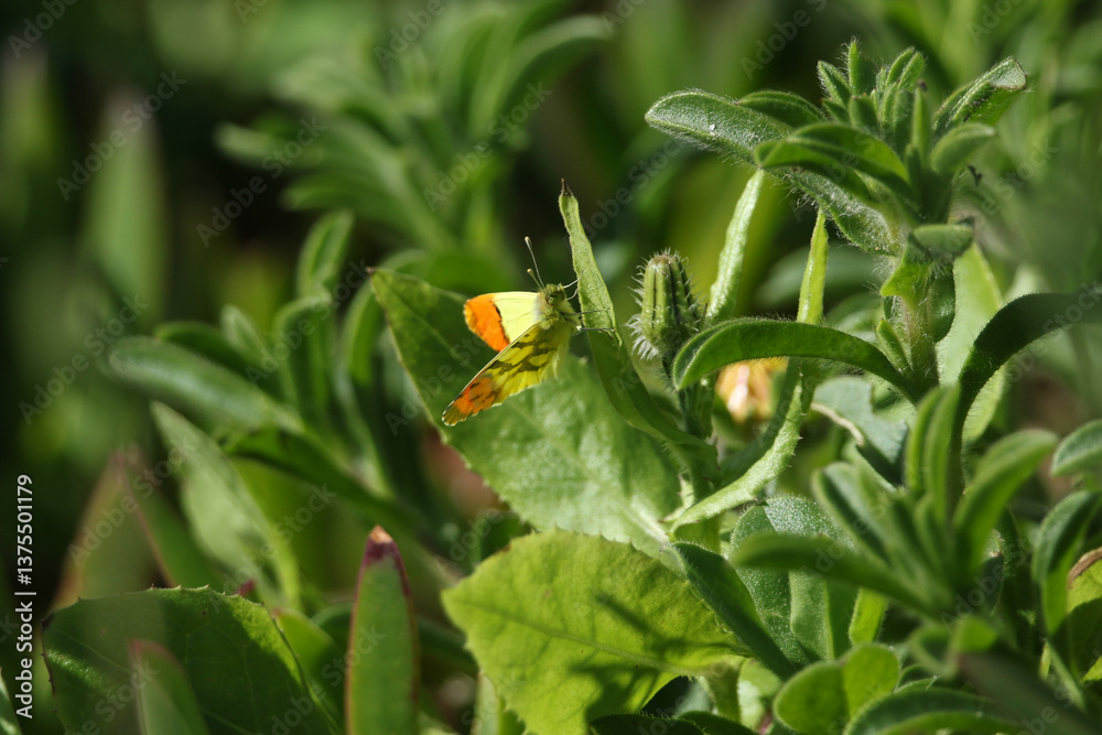 A Moroccan Orange-tip, Anthocharis belia euphenoides, resting on a leaf.
