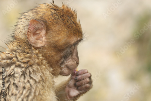 Obraz na płótnie A cute baby Barbary Macaque sitting on the rock of Gibraltar on a foggy rainy day eating some fruit. w salonie