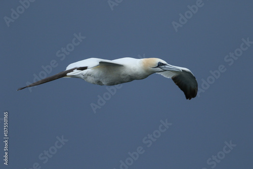 Obraz na płótnie A Gannet, Morus bassanus, hunting for food in the sea. w salonie