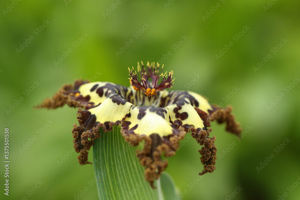 A flowering Starfish Lily Plant, Ferraria crispa.