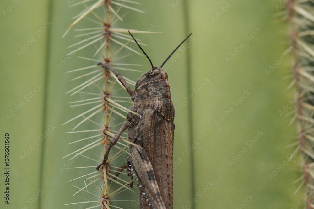 A Headshot of a Egyptian Grasshopper, Anacridium aegyptium, resting on a cactus.