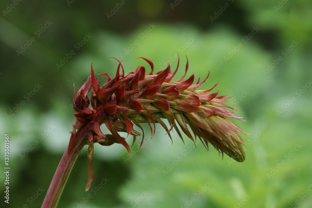 The flower of a Honey Flower plant, Melianthus major.