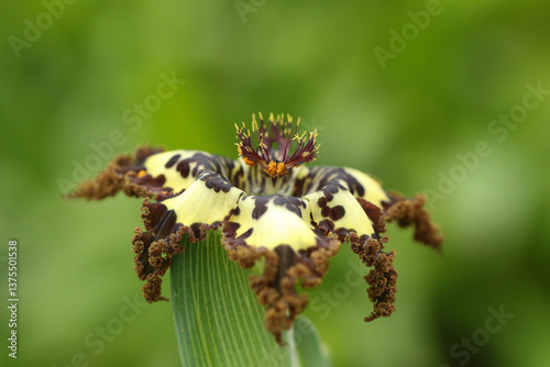 Obraz na płótnie A flowering Starfish Lily Plant, Ferraria crispa. w salonie