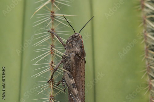 Obraz na płótnie A Headshot of a Egyptian Grasshopper, Anacridium aegyptium, resting on a cactus. w salonie