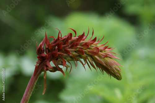 Obraz na płótnie The flower of a Honey Flower plant, Melianthus major. w salonie