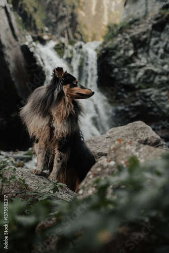 portrait of a sheltie with a waterfall in the background