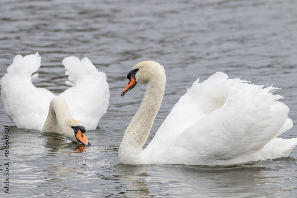 Obraz premium Mute swan, Cygnus olor. Swans swimming in the river, one drinking water, cloudy day