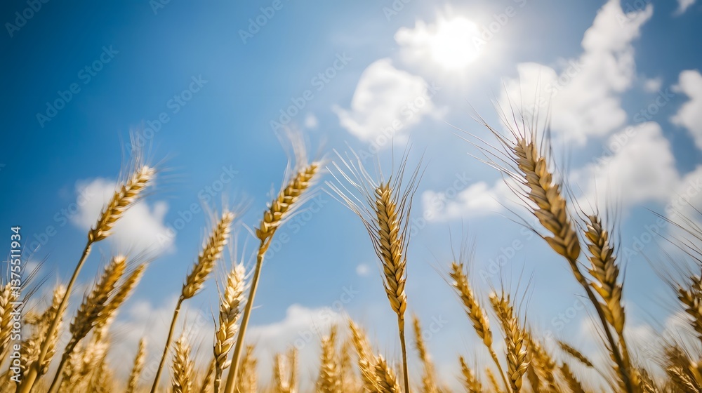 Lush golden wheat stalks swaying in the breeze under a bright blue sky with puffy white clouds creating a peaceful natural landscape Lush golden wheat stalks swaying in the breeze under a bright blue sky with puffy white clouds creating a peaceful natural landscape