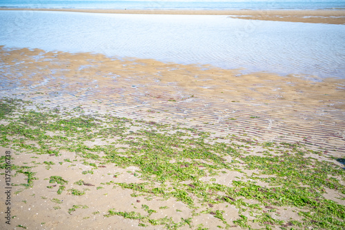 Fototapeta Naklejka Na Ścianę i Meble -  red and green algae along the sea coast on a sandy beach in Lignano Sabbiadoro, Italy