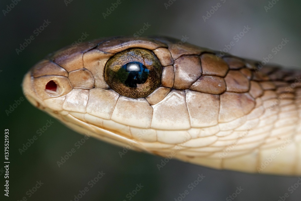 Fototapeta premium Close-up of Boomslang (Dispholidus typus) snake head