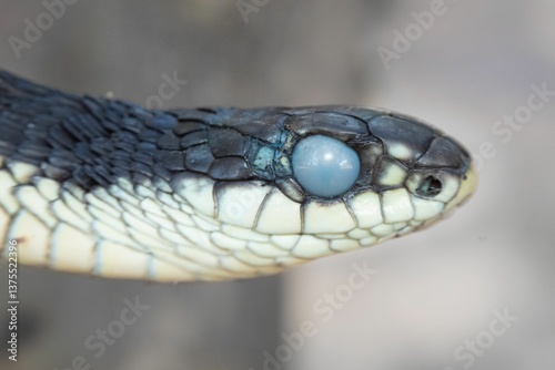 Foto Boomslang (Dispholidus typus) snake head close-up with shedding eyes
