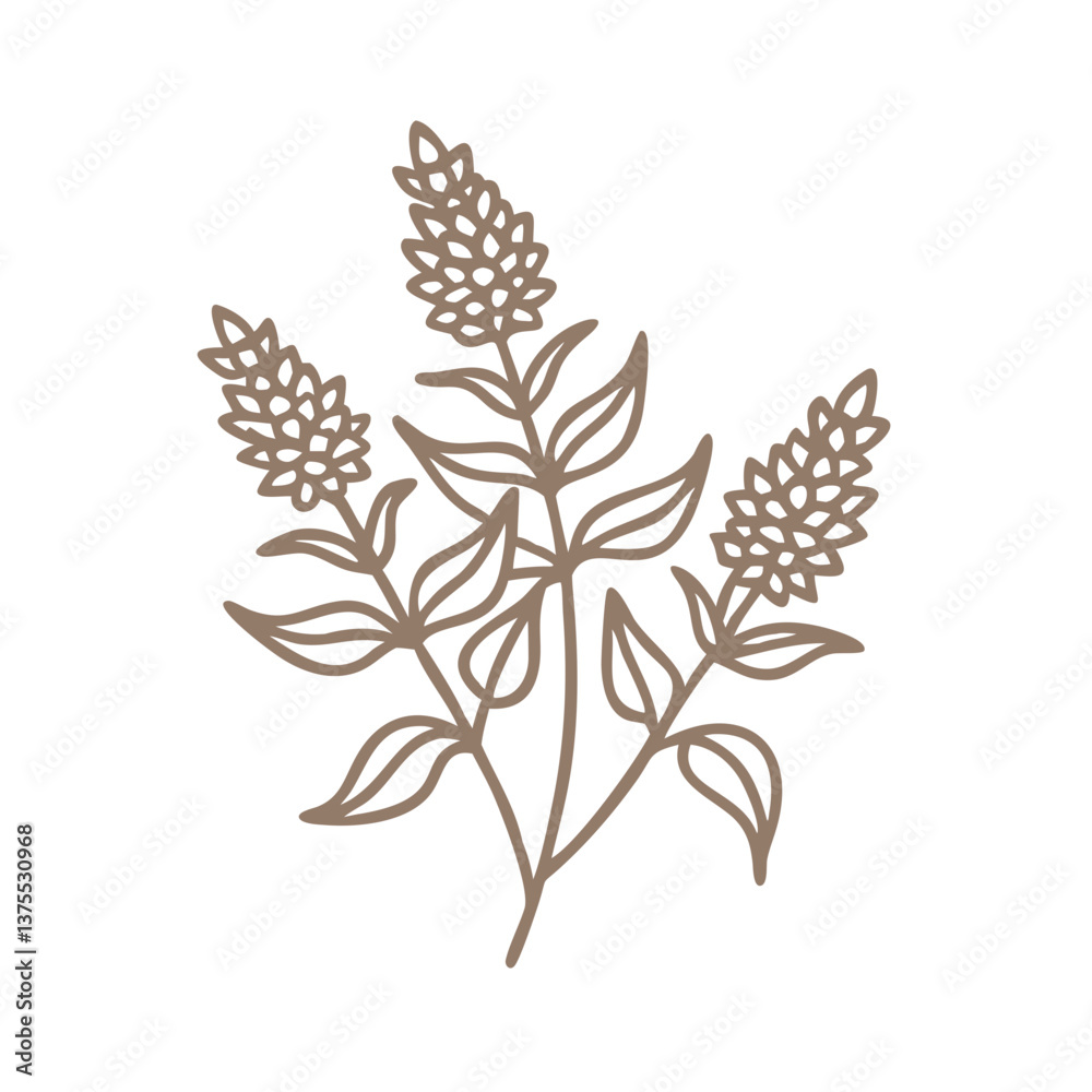 Fototapeta premium Loose Strife Flower Line Art Illustration