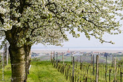 Jois, Kirschbaum, Österreich, Burgenland, Nordburgenland