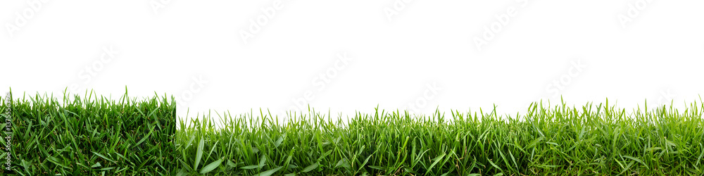 Fototapeta premium Vibrant verdant expanse of lush fresh green grass in a peaceful natural outdoor setting