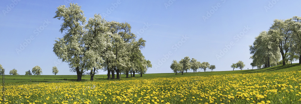 Birnbaum, Blüte, Österreich, NIederösterreich, Mostviertel