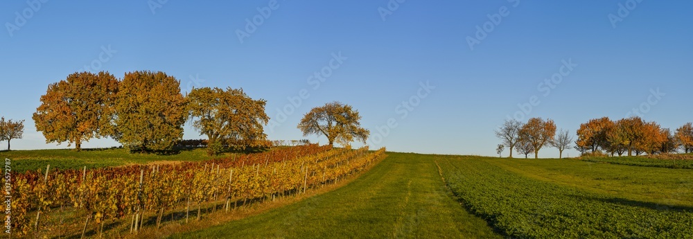 Kirschbaum, Rosalia, Bucklige Welt, NIederösterreich, Österrei
