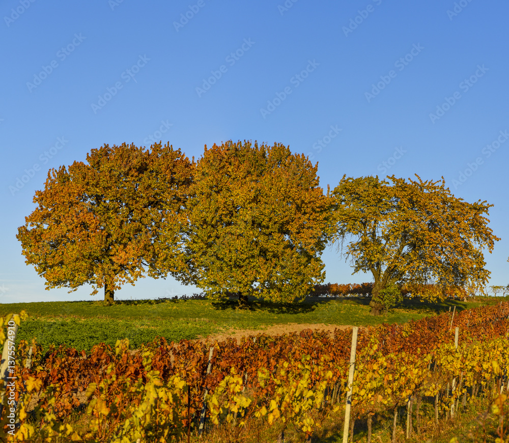 Kirschbaum, Rosalia, Bucklige Welt, NIederösterreich, Österrei