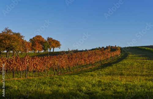Kirschbaum, Rosalia, Bucklige Welt, NIederösterreich, Österrei