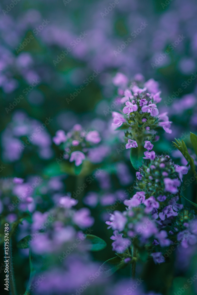 Close-up of wild purple thyme flowers blooming in a meadow. The soft-focus background and vivid details create a dreamy, calming botanical scene Close-up of wild purple thyme flowers blooming in a meadow. The soft-focus background and vivid details create a dreamy, calming botanical scene