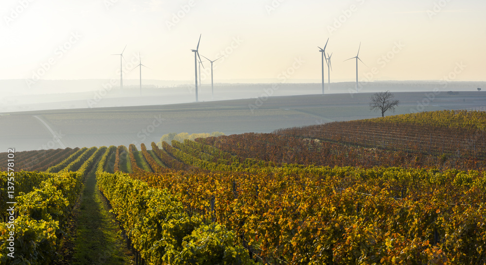 Weinbaugebiet Blaufränkisch Land, Deutschkreutz, Burgenland, Ö