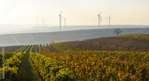 Obraz na płótnie Weinbaugebiet Blaufränkisch Land, Deutschkreutz, Burgenland, Ö w salonie