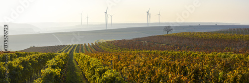 Obraz na płótnie Weinbaugebiet Blaufränkisch Land, Deutschkreutz, Burgenland, Ö w salonie